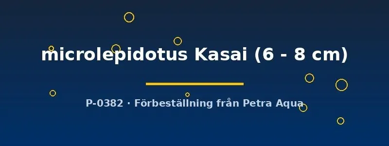Näsets Ciklidhobby Cyprichromis microlepidotus Kasai ciklid 6–8 cm