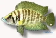 Näsets Ciklidhobby Lamprologus calvus gold ciklid 3,5cm