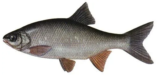 Näsets Ciklidhobby Orfe akvariefisk 6–10 cm dammfisk