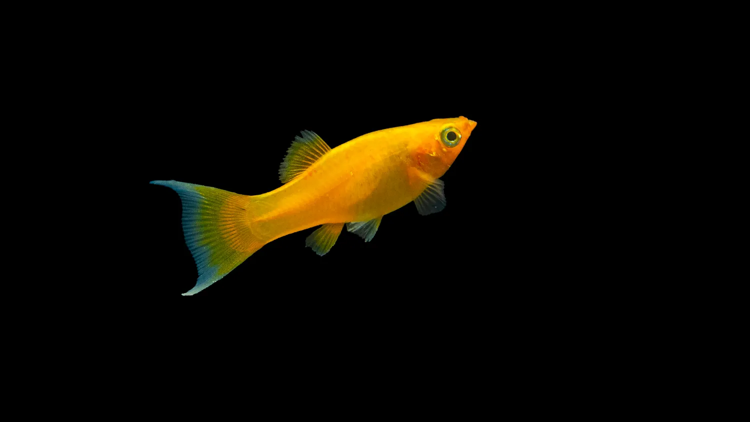 Garnelen TV Gold Molly Lyratail Poecilia sphenops 5–7 cm mollyfisk