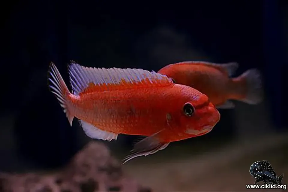 Näsets Näbbciklid Labeotropheus trewavasae fisk 3,5–4 cm