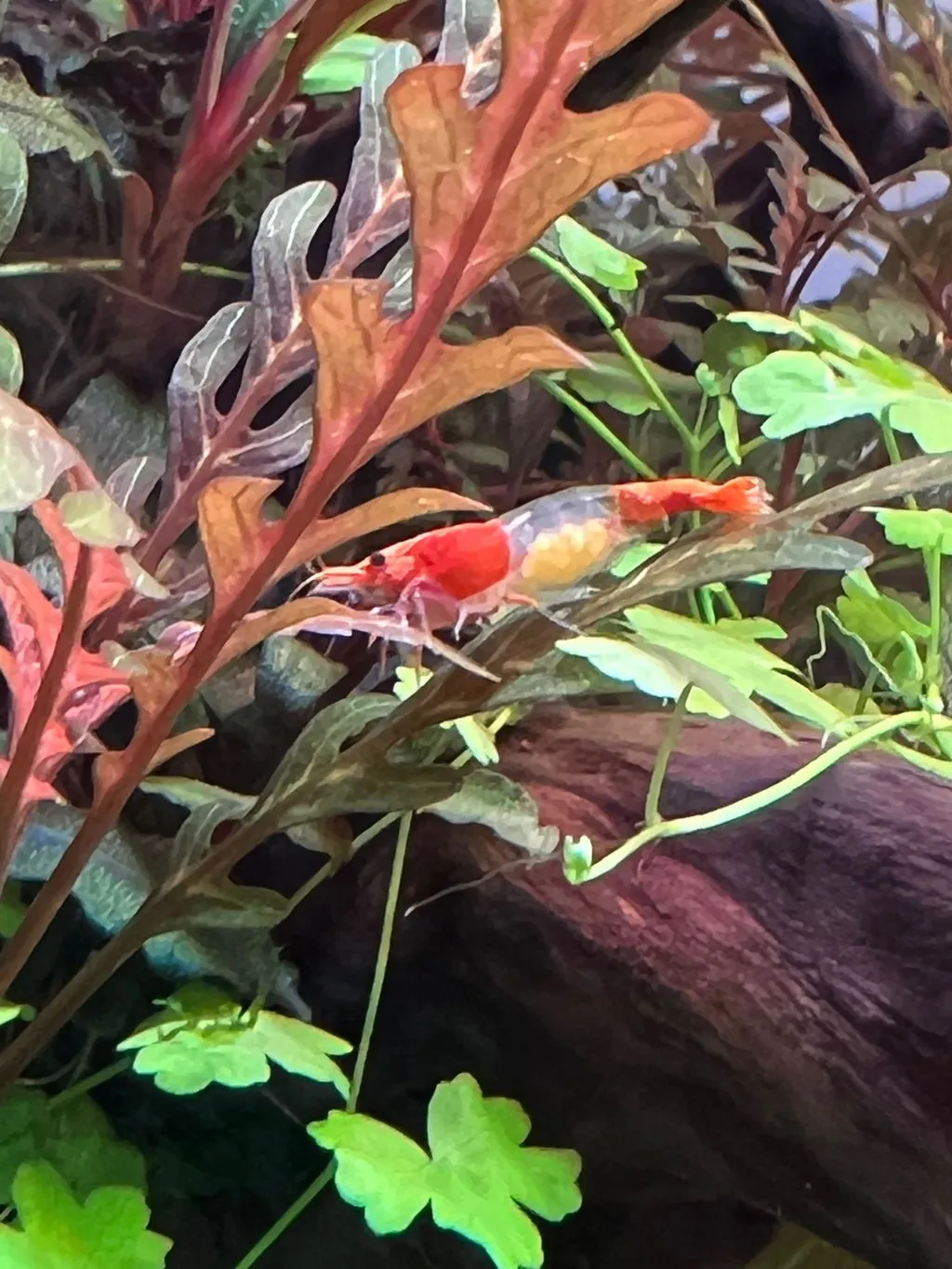 Garnelen TV Orange Rili Sakura räka orange Neocaridina