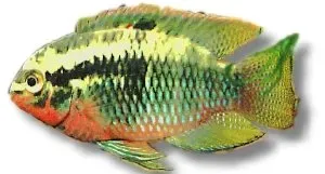 Näsets Ciklidhobby Laetacara dorsigerus red ciklid 3–4 cm röd