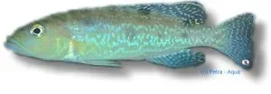 Lamprologus attenuatus marbled ciklid 4,5–5,5 cm