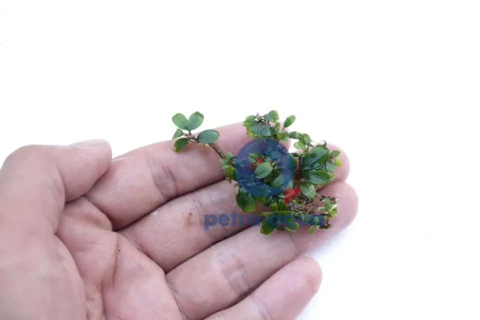 Näsets Ciklidhobby Bucephalandra brownie phanti Easy8 akvarieväxt