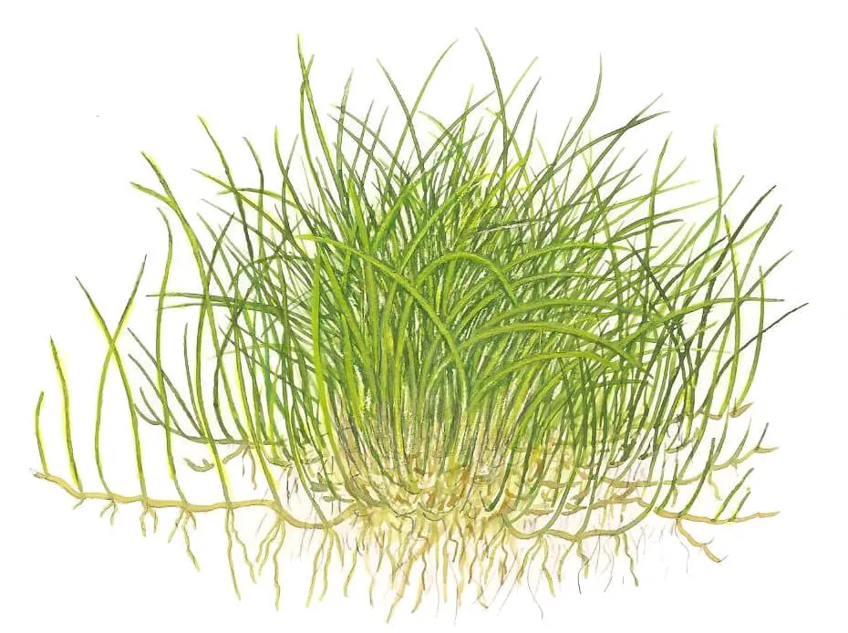 Akvarievalvet Eleocharis acicularis Mini akvarieväxt matta