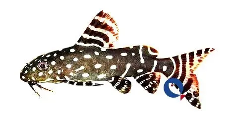 Näsets Ciklidhobby Angel squeaker akvariefisk 4–5 cm mal