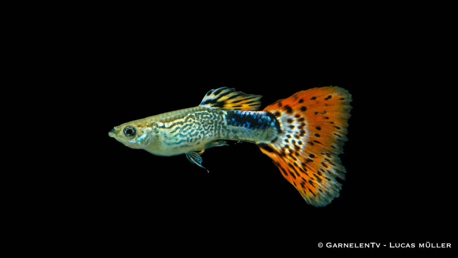 Garnelen TV guppy Snakeskin Röd Poecilia akvariefisk hane