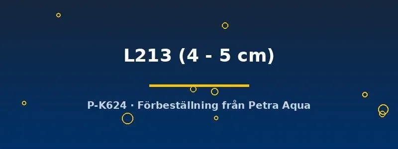 Näsets Ciklidhobby Ancistrus L213 mal 4–5 cm algätare