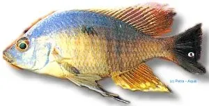 Näsets Ciklidhobby Haplochromis likoma ciklid 4–5 cm malawi