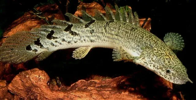 Näsets Ciklidhobby Polypterus delhezi bichir 10–12 cm