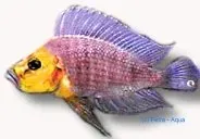 Lamprologus comp. mutondwe ciklid 3-4 cm Tanganyika