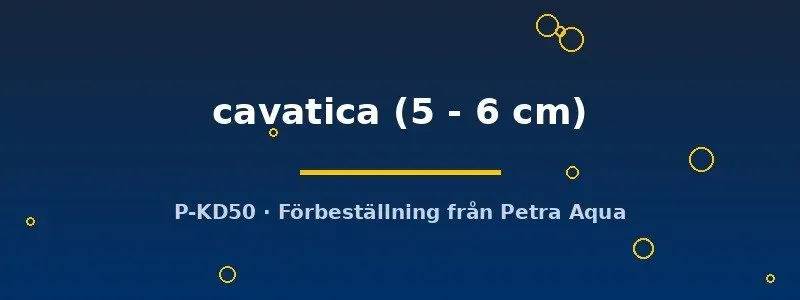 Näsets Ciklidhobby L076 Peckoltia cavatica mal 5–6 cm