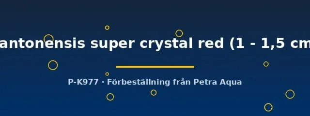 Näsets Ciklidhobby Super Crystal Red räka 1–1,5 cm