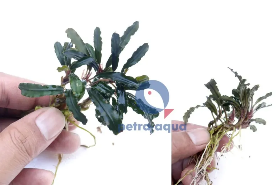 Bucephalandra fine edge green melawi akvarieväxt Easy8