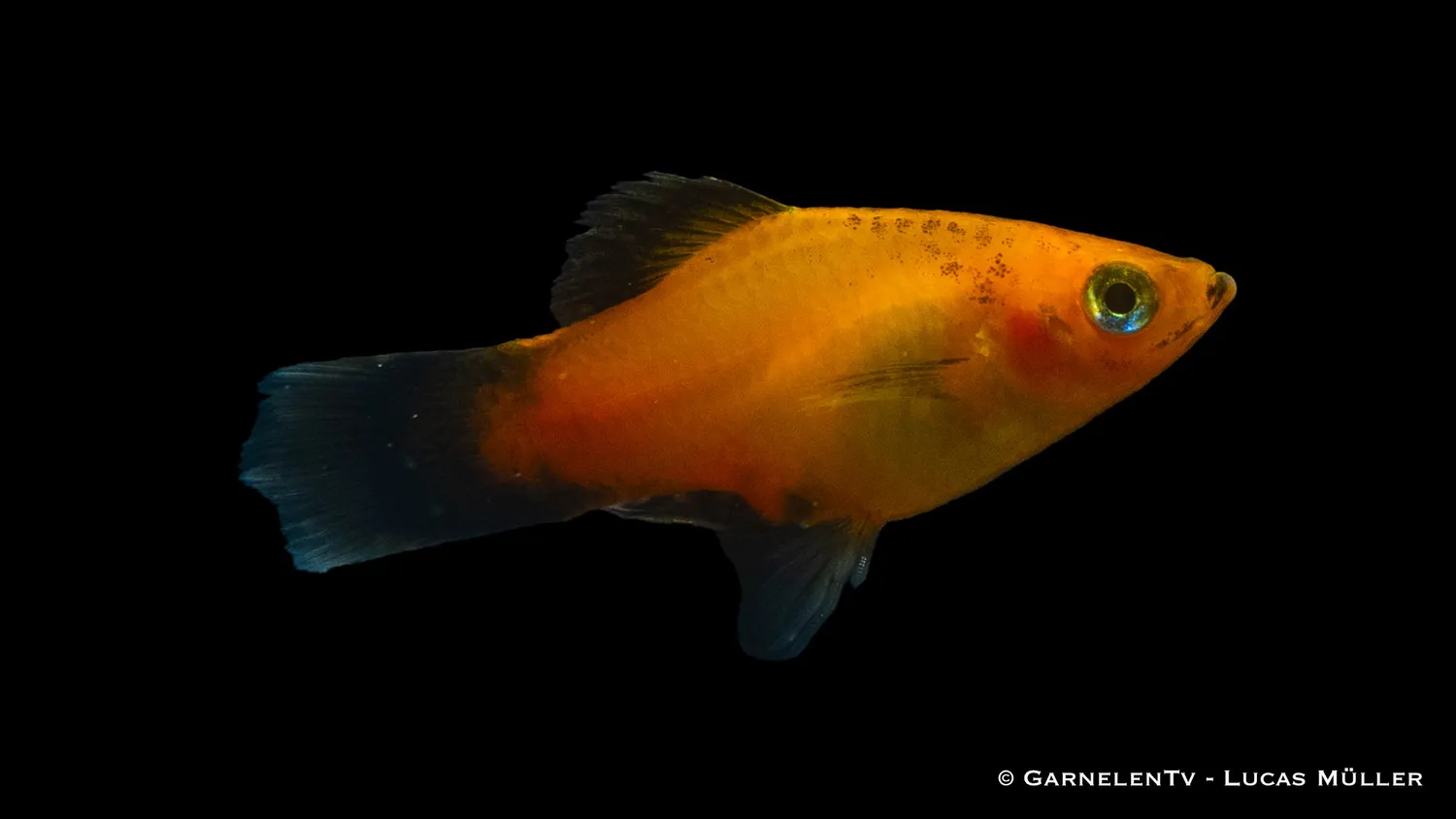 Garnelen TV Deutschland Platy Xiphophorus maculatus platy