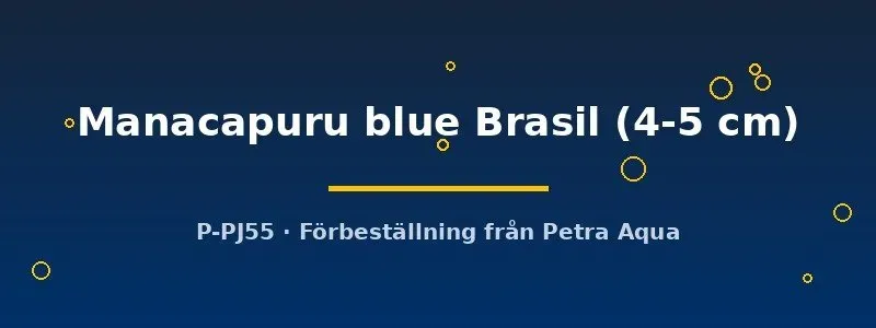 Heros Manacapuru blue Brasil ciklid 4-5 cm lugn