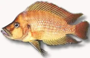Näsets Ciklidhobby Compressed Cichlid Red ciklid 5–7 cm