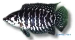 Näsets Ciklidhobby Ctenopoma fasciolatum akvariefisk 5-6 cm
