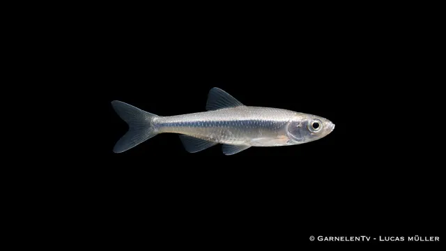 Leucaspius delineatus moderlieschen dammfisk 4-6 cm