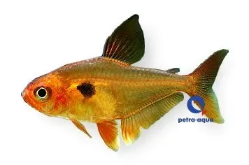 Näsets Ciklidhobby Red Phantom tetra S röd stimfisk