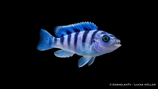 Garnelen TV Lombardoi Pseudotropheus lombardoi ciklid