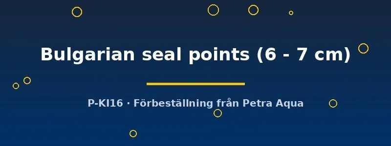 Näsets Ciklidhobby Scalare Seal Points skalar 6–7 cm