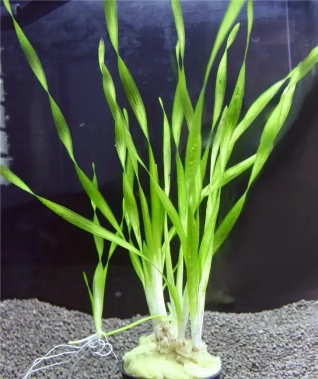 Vallisneria torta skruvvalsneria akvarieväxt Medium