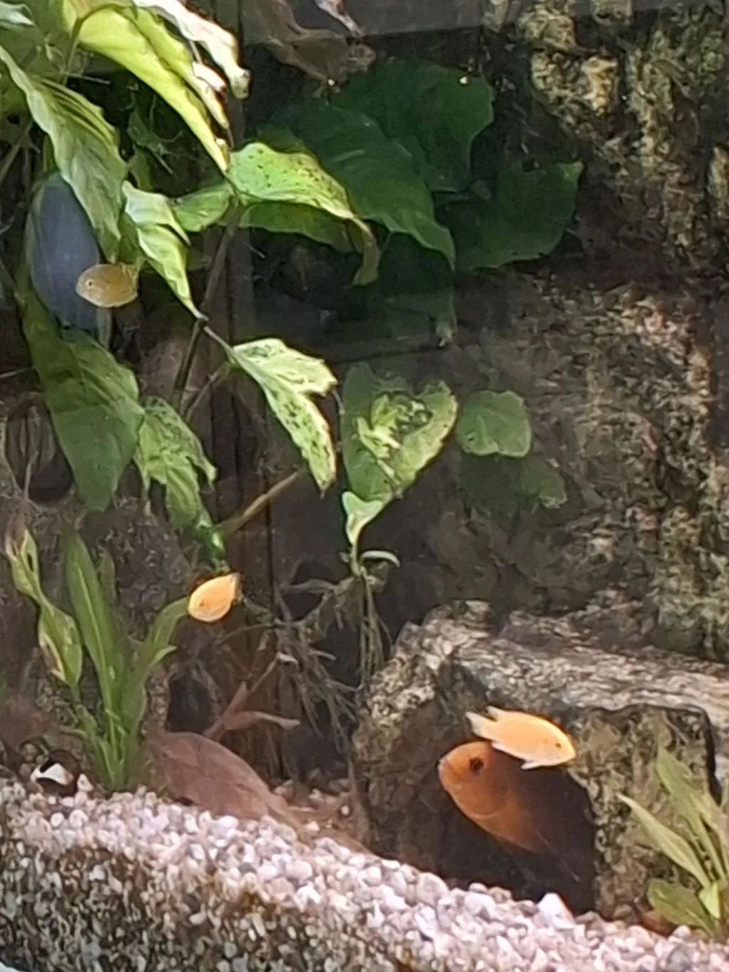 Garnelen TV Labidochromis Yellow ciklid 8-10 cm