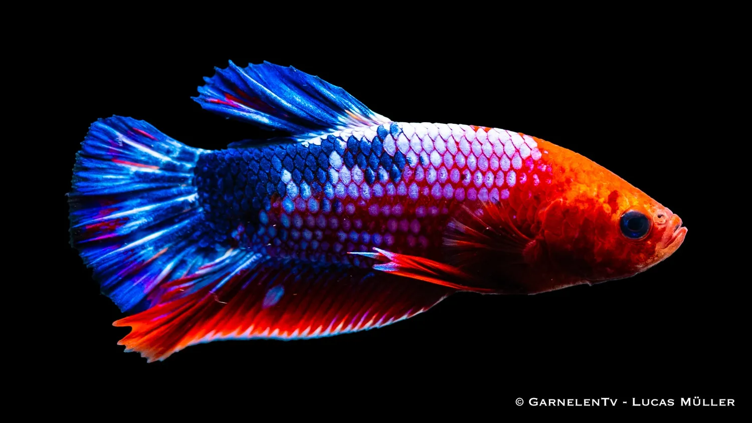 Garnelen TV Plakat Koi Hellboy kampfisk Betta splendens