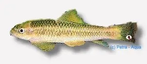 Garra ceylonensis algätare 4 cm stone sucker