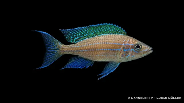 Garnelen TV Chituta Paracyprichromis nigripinnis tanganyikaciklid stim