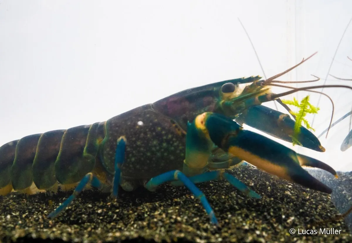 Garnelen TV Cherax Pulcher Hoa Creek kräfta blårosa