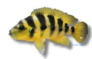 Näsets Ciklidhobby Lamprologus elongatus ciklid 4,5–6 cm rovfisk