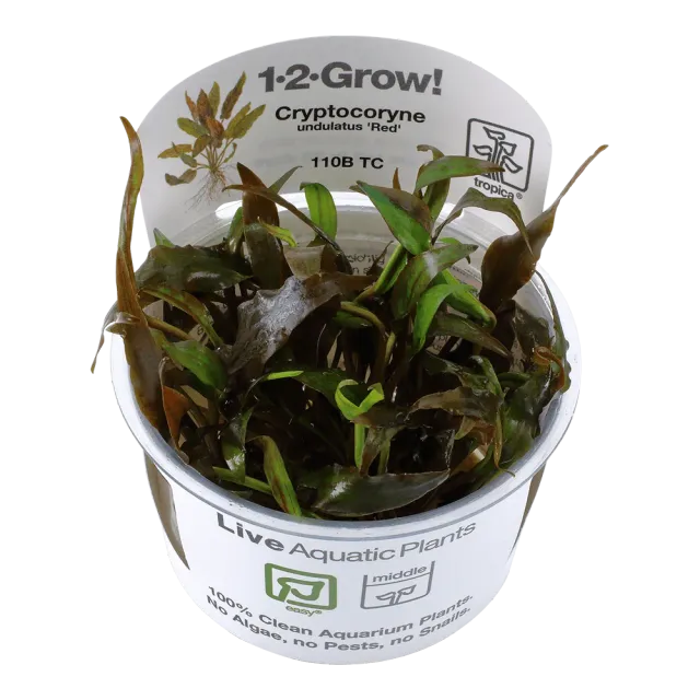 Akvarievalvet Cryptocoryne undulatus Red akvarieväxt röd