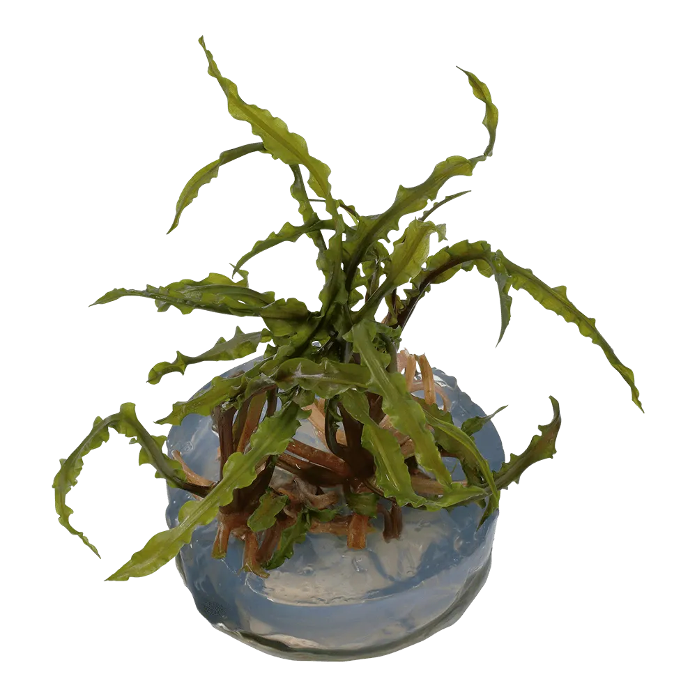 Akvarievalvet Cryptocoryne crispatula akvarieväxt bakgrund