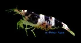 Paracaridina Princess bee sp. akvarieräka 1 cm mjukvatten