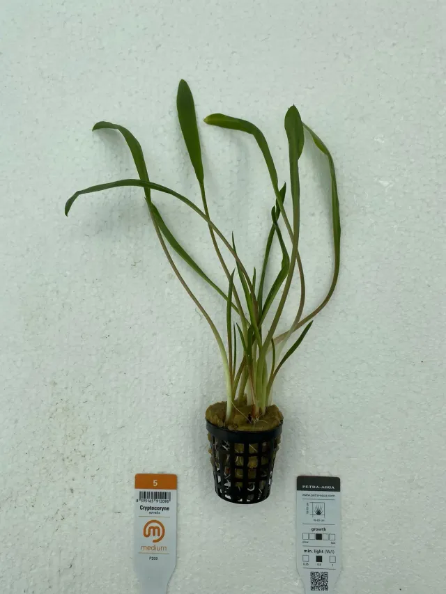 Petra-Aqua Cryptocoryne spiralis Easy5 akvarieväxt högbladig