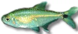Hyphessobrycon scholzei tetra >3,5 cm stim