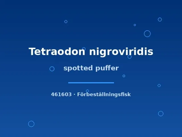 Näsets Ciklidhobby Tetraodon nigroviridis kulfisk 4-5 cm