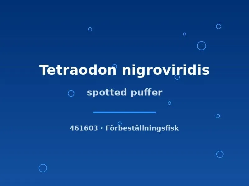 Näsets Ciklidhobby Tetraodon nigroviridis kulfisk 4-5 cm