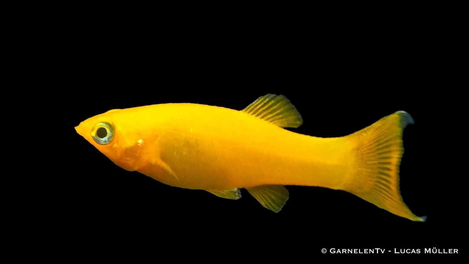 Garnelen TV Gold Molly Poecilia sphenops akvariefisk gul
