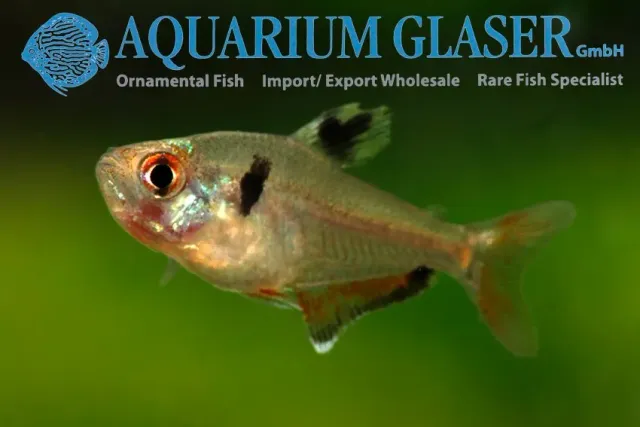 Serpae tetra stimfisk lg röd Hyphessobrycon