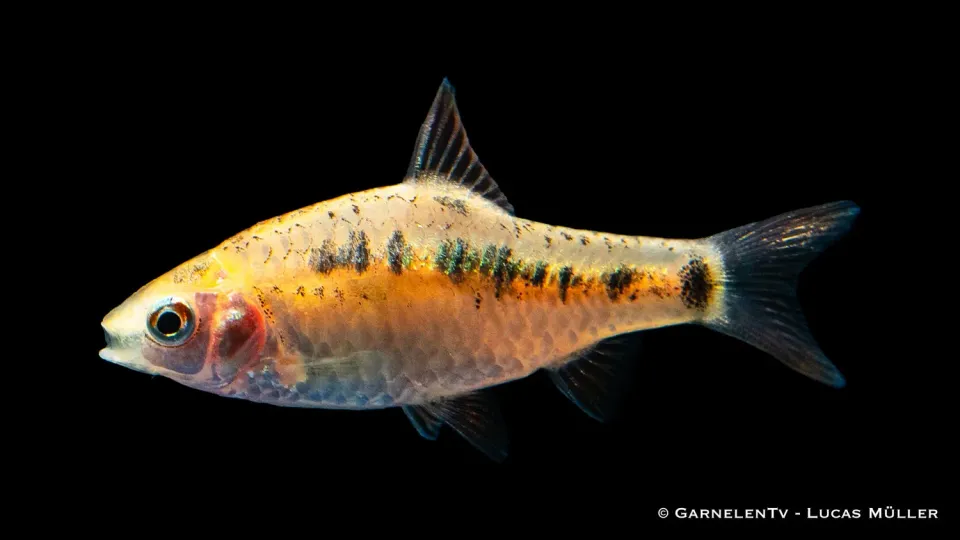 Garnelen TV brokatbarb barbodes semifasciolatus stimfisk