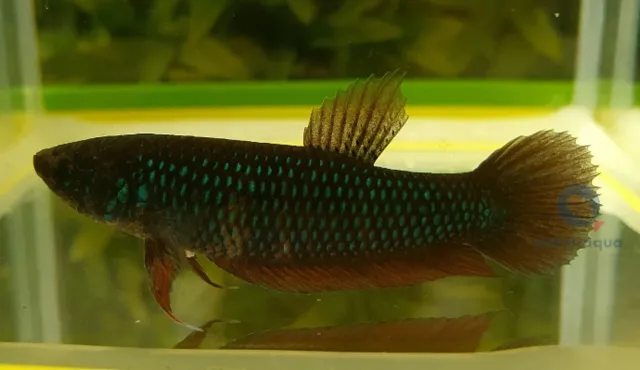 Betta Wild Smaragdina Guitar female L kampfisk hona vild