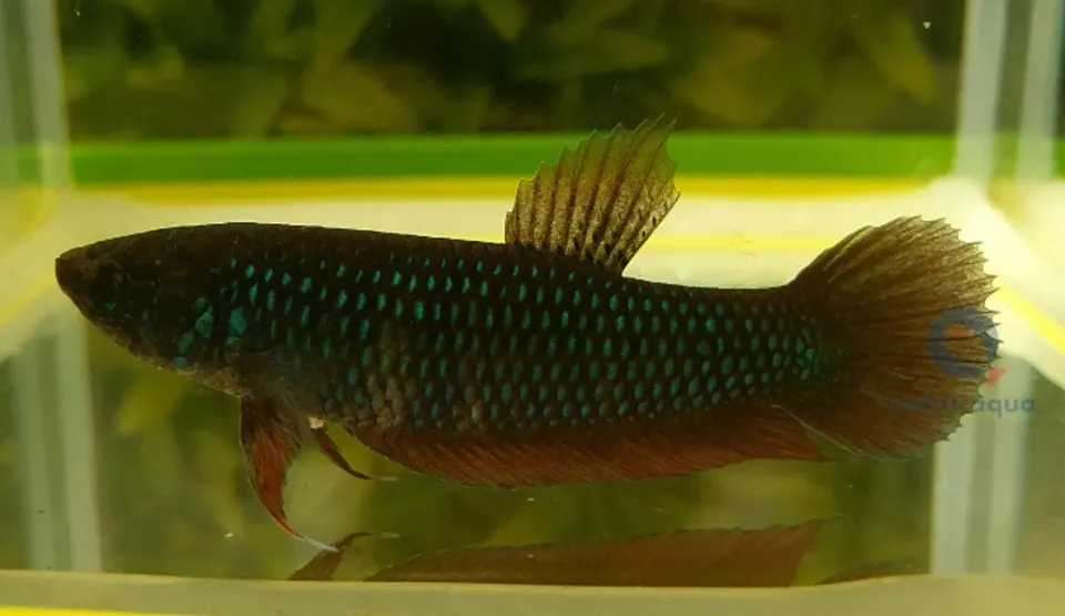 Betta Wild Smaragdina Guitar female L kampfisk hona vild