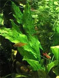 Näsets Ciklidhobby Echinodorus Ozelot Green kruka