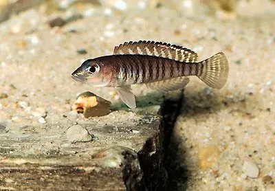 Näsets Ciklidhobby Lamprologus signatus akvariefisk 2,5-3 cm snäcklekare