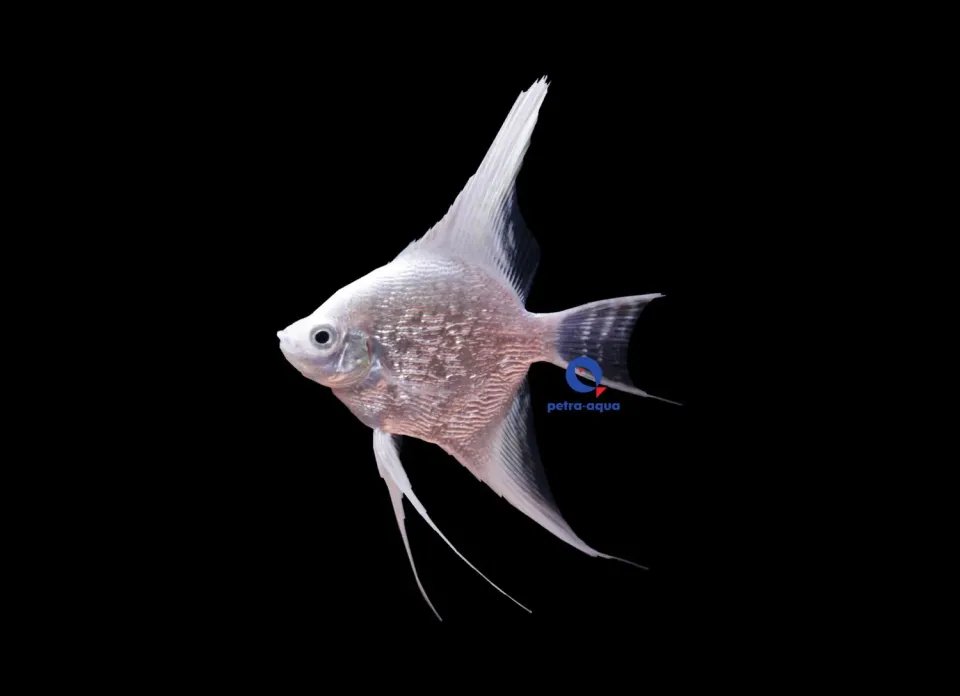 Skalar Diamond Platinum fisk 3–3,5 cm