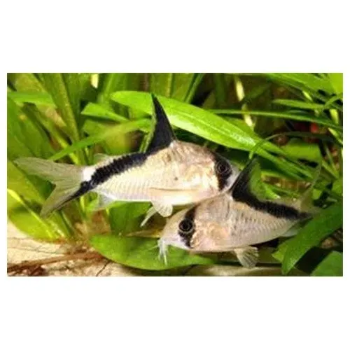 Näsets Ciklidhobby Hoplisoma melini pannbandspansarmal 60L stimfisk